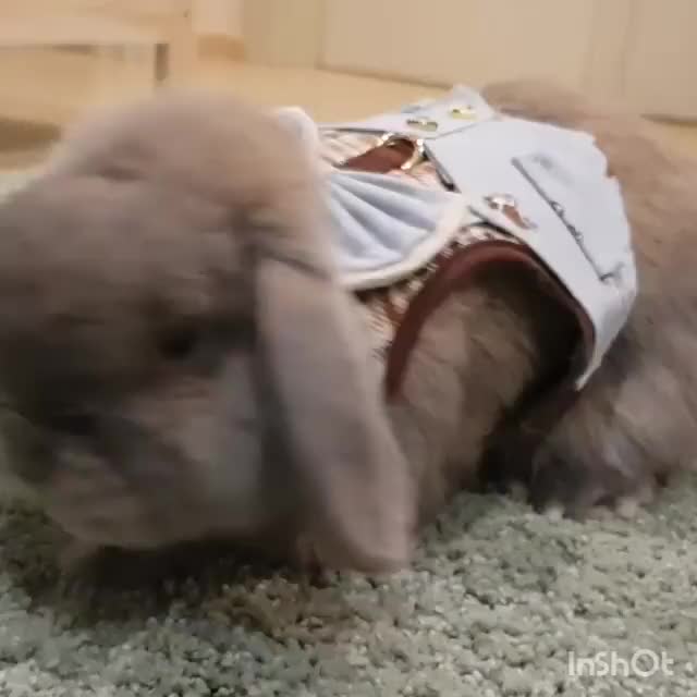 Video by rabbit_makhampom_pndkj