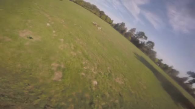 [FPV] I enjoyed dancing with this little stump