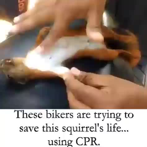 Bikers give an electrocuted squirrel CPR and manage to revive it