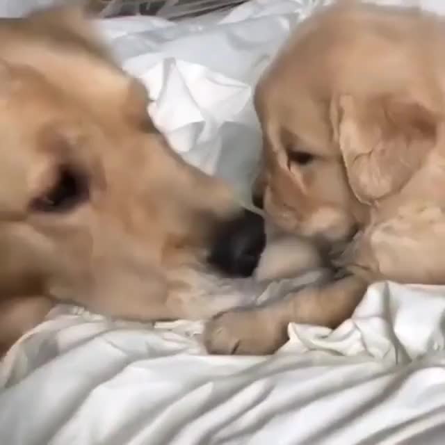 Mama Golden playing with her baby