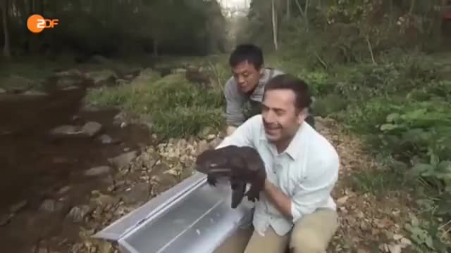 FYI the Chinese giant salamander is the world's biggest amphibian and it can grow