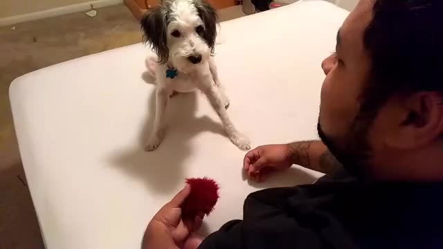 Dog amazed by magic
