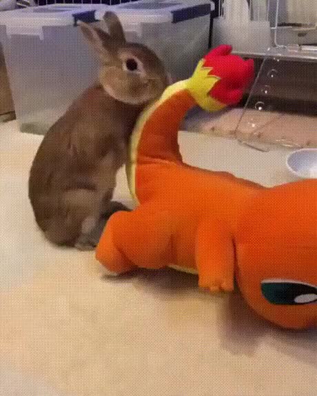 rabbit sex