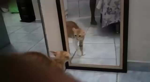 Cat poops getting scared of self
