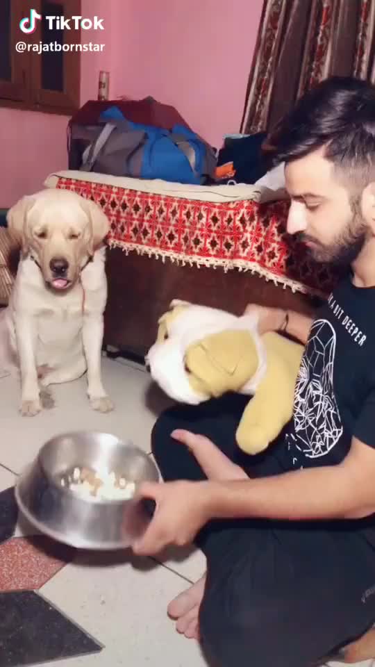 This Really Work ? #dog #comedy #dogcomedy #act #funny #featurethis #foryoupage @tiktok_india