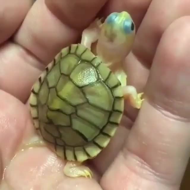 Itty Bitty Turtle