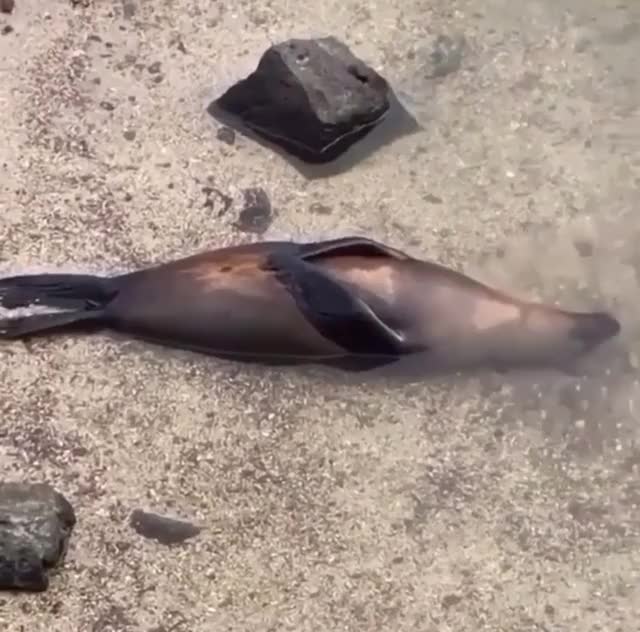 This seal relaxing halfway under water