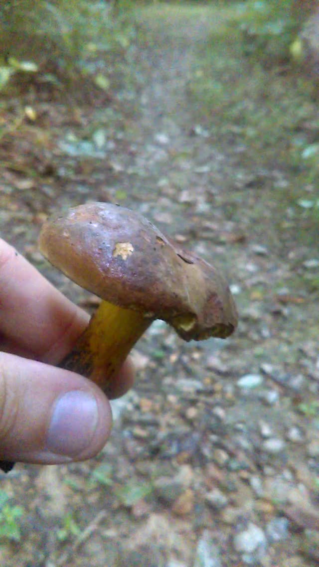 Oxidation of Neoboletus luridiformis mushroom
