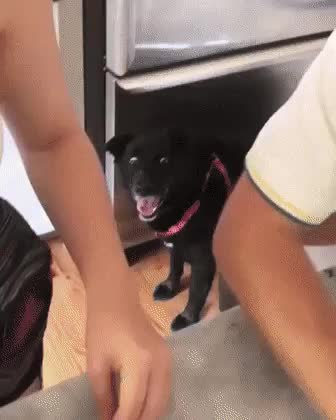 scared doggo
