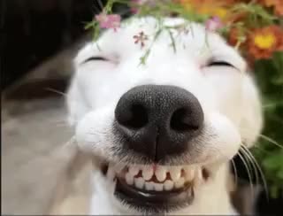 Smiling dog agrees