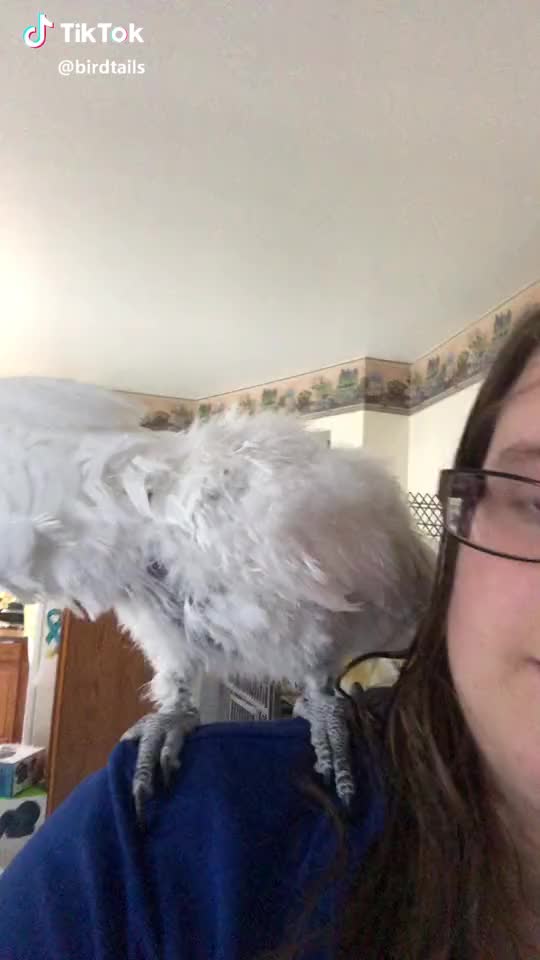 Sam Sam and I have fun, he loves this song! #bird #cute #cockatoo #foryou #featureme