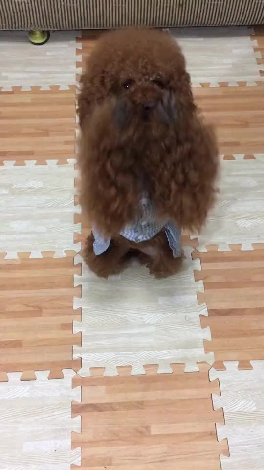 a dog who can dance