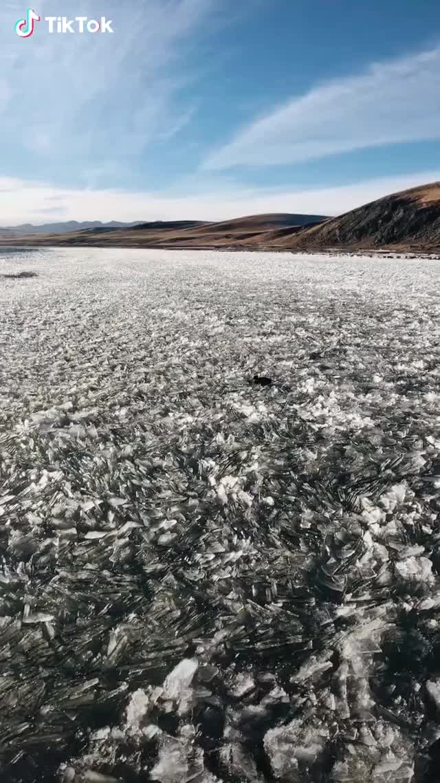 ? A duck living in Ice Lake