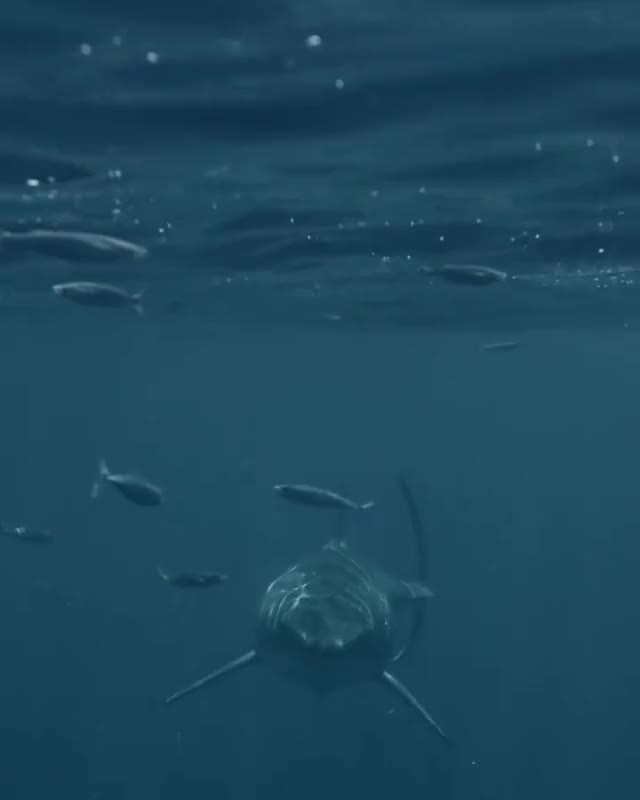 Very very Close Encounter with a great white shark