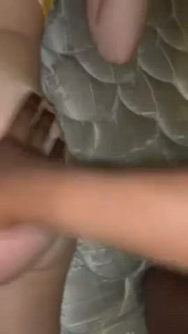 BBC Interracial Monster Cock Petite clip