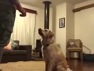ripsave - This dogs reaction to the new family puppy - c8e75bbce2d307e9d221ba6a63f523a3