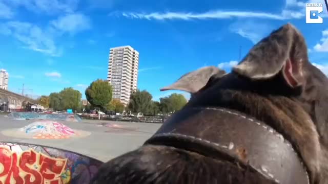 Dog Films Skateboarders With GoPro