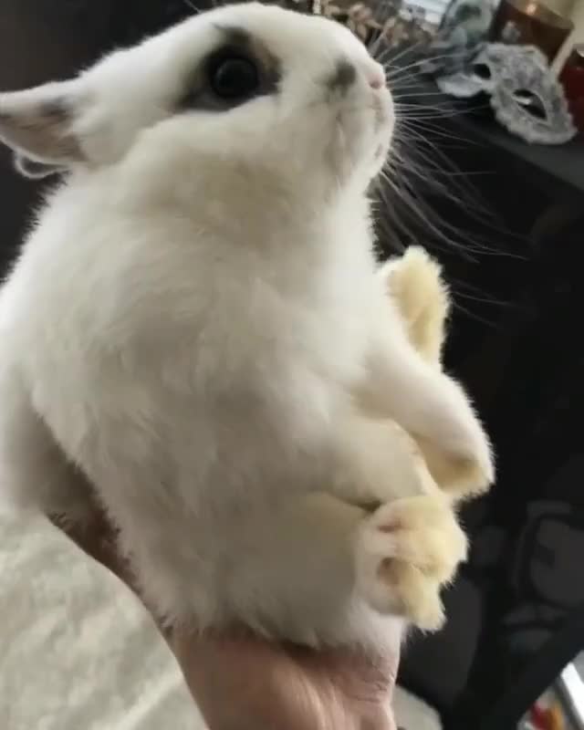 Just chilling and zoning out on daddy’s hand ????‍♂️-Follow me @bennymcbun