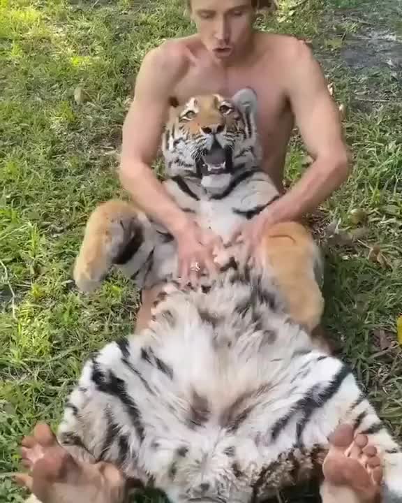 A big cat