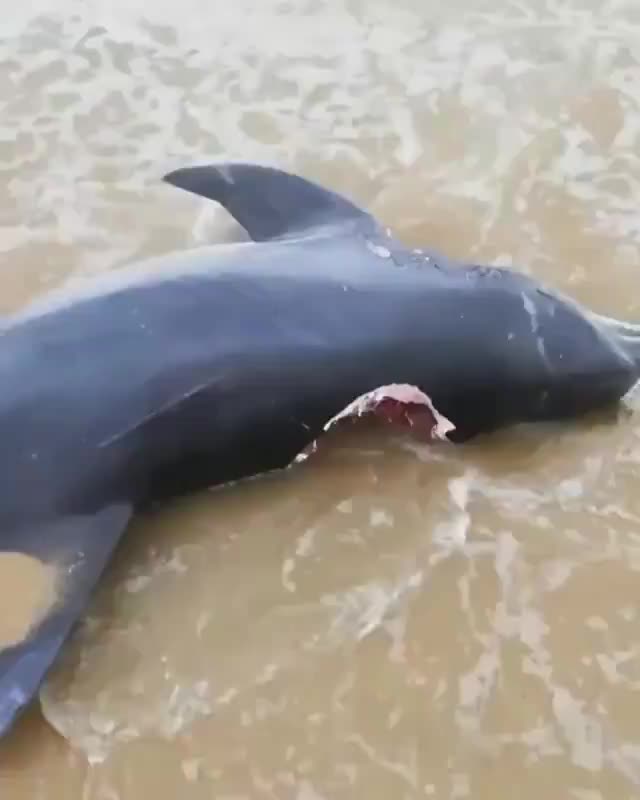 케이프타운 돌고래 백상아리