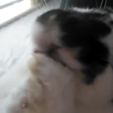 Oreo cleaning himself.