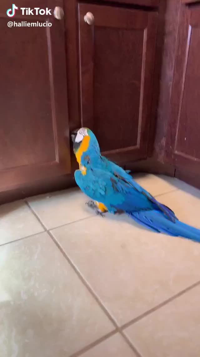 Such a silly boy #macaw #parrot #floof #flapflap #foryou #foryoupage #crazybirdlady