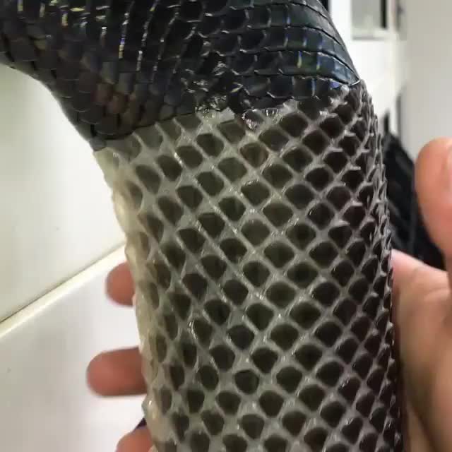  clip