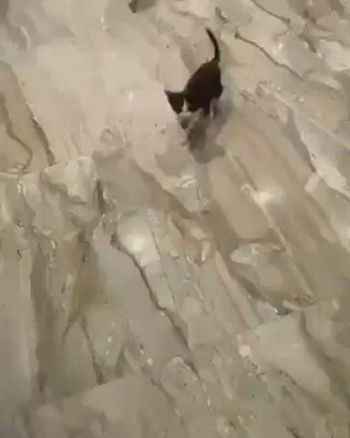 Cute Kitty Wholesome clip