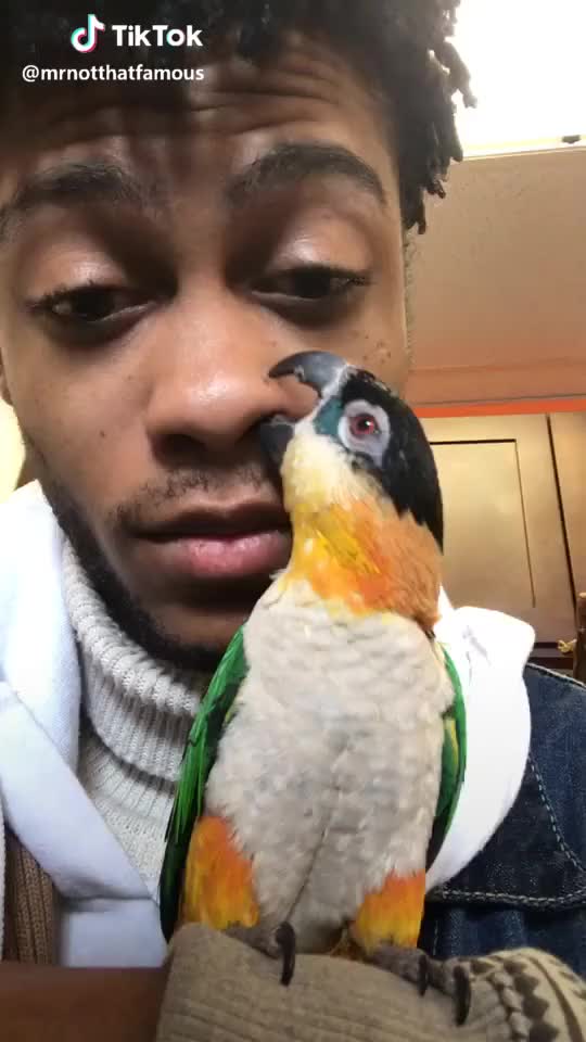 My #pet #bird justice the #parrot always wants to #clean my #nose, just #eww