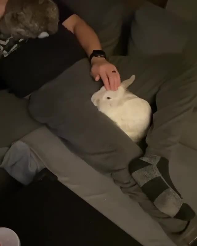 Bonis was jealous that daddy wasn’t giving him attention, so he made sure to hop