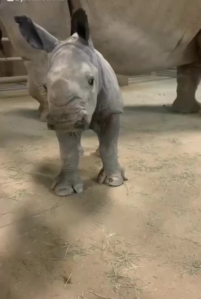 Baby rhino