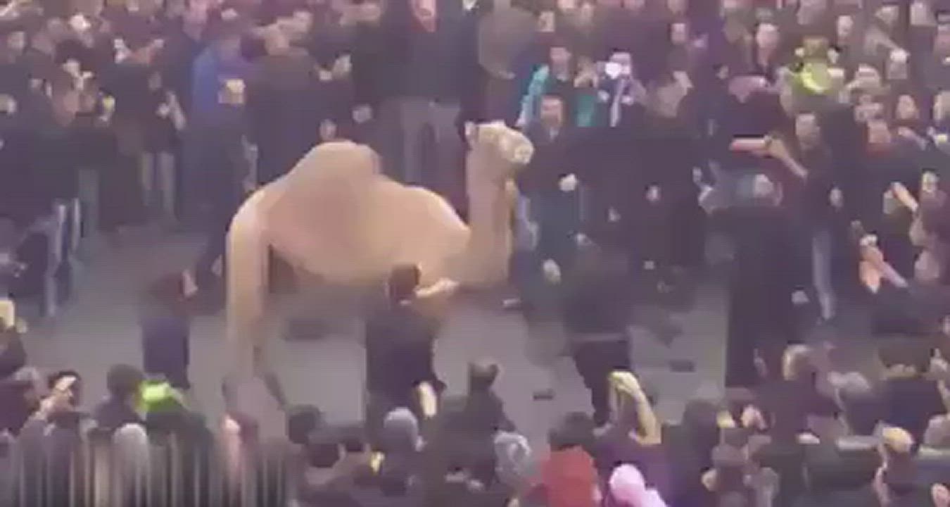 Camel fights till last moment