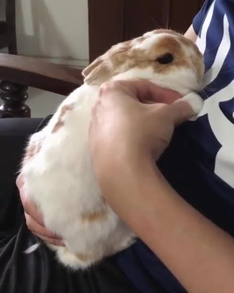 Sad bunny crying