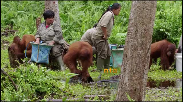 ripsave - Orangutan washes hands, after seeing her caretakers do it every morning.