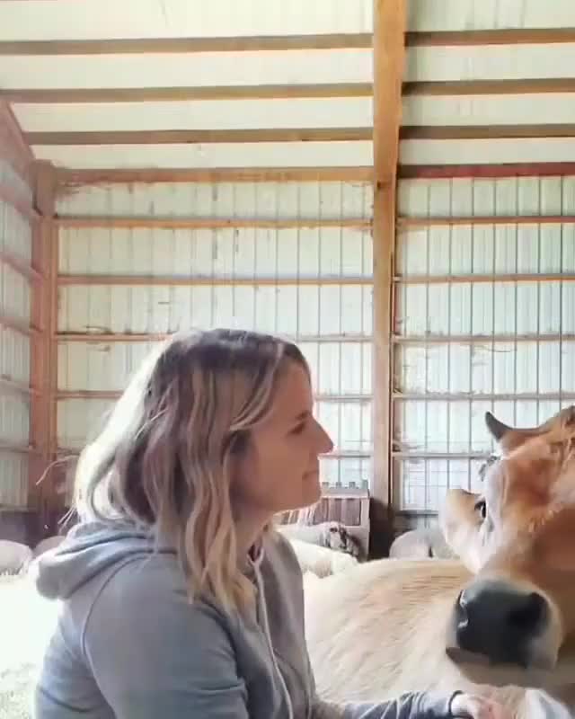 Happy cow being loved