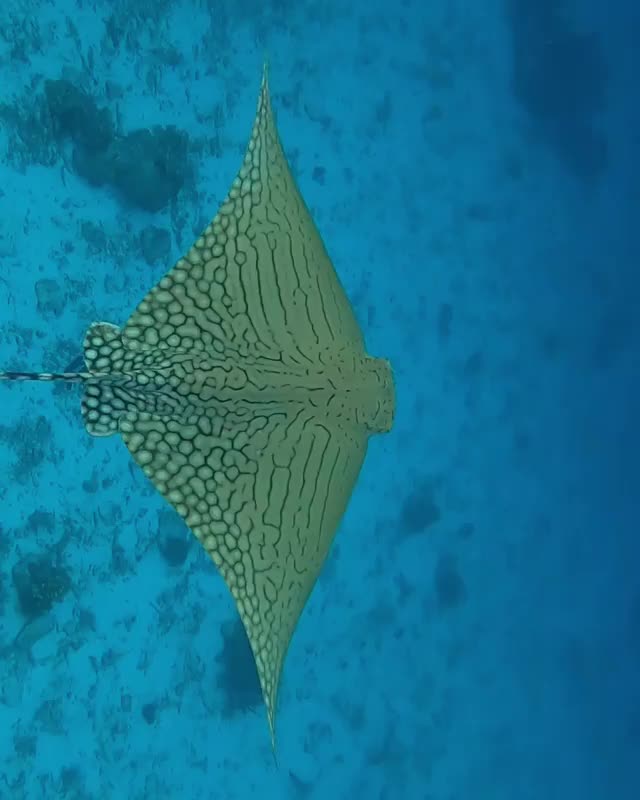 An endangered Ornate eagle ray soaking up the morning sun today?This was an incredibly