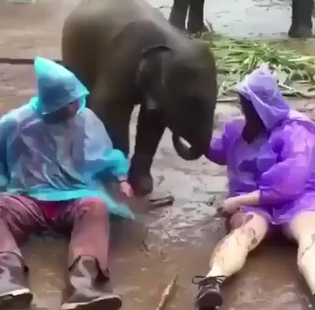 Baby elephant love — there are lap dogs and there are lap elephants.