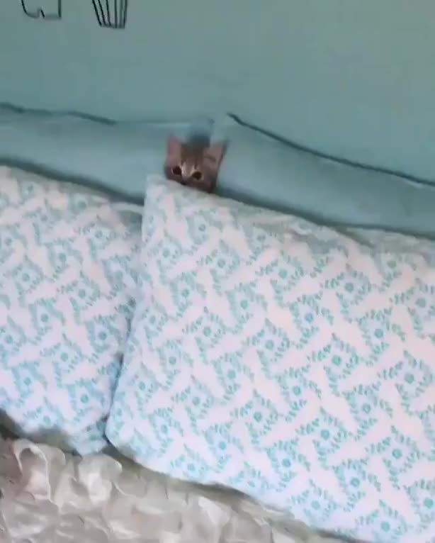 This kitten landed in my Twitter feed and I couldn't stop watching their sneak attack