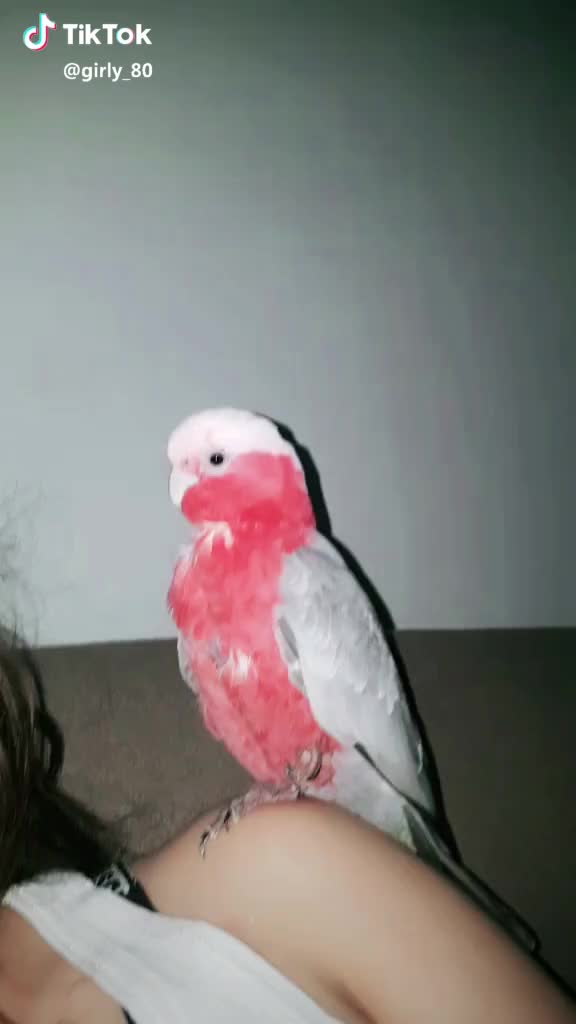 Quand il baille au ralenti ??? vous avez des animaux ?❤ #cockatoo #parrot #3k #merci