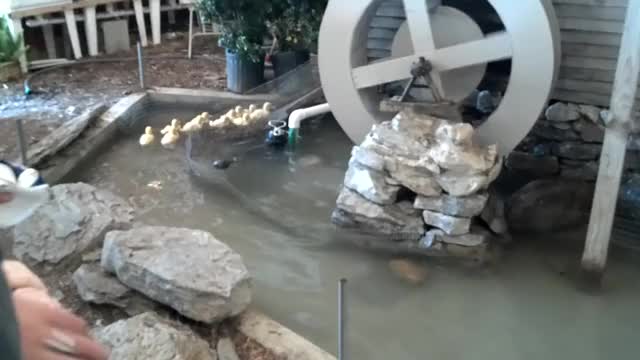 Ducklings Race to Water Slide