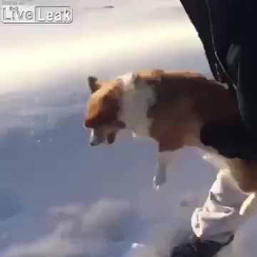 Dog thrown from plane