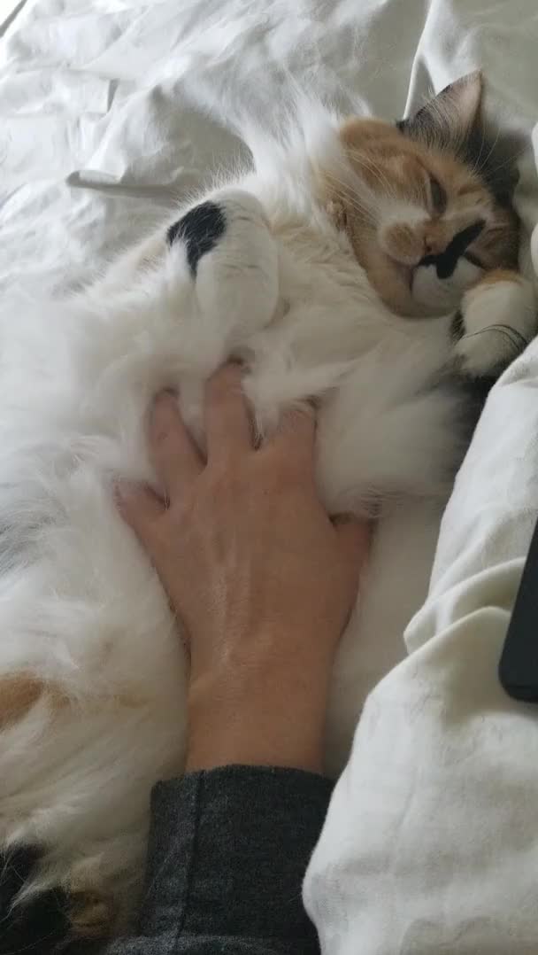 Carol's floofy belly. She would let me do this for hours..