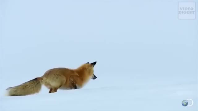 Firefox hunting in snow