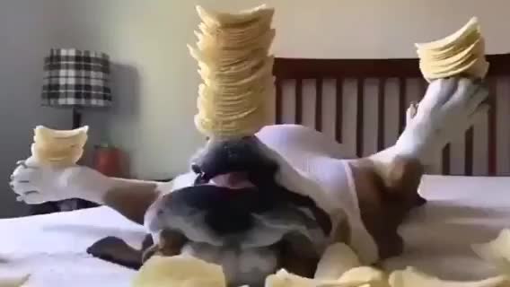 Czips