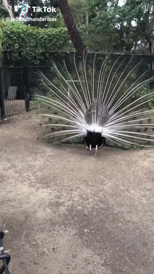 How the back side of peacock looks with feathers spread open