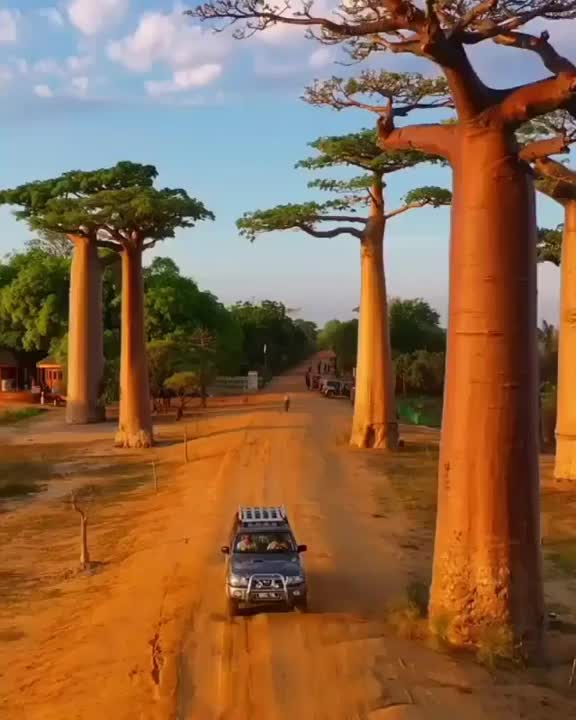 Driving through the avenue of the Baobabs at sunrise. Madagascar.