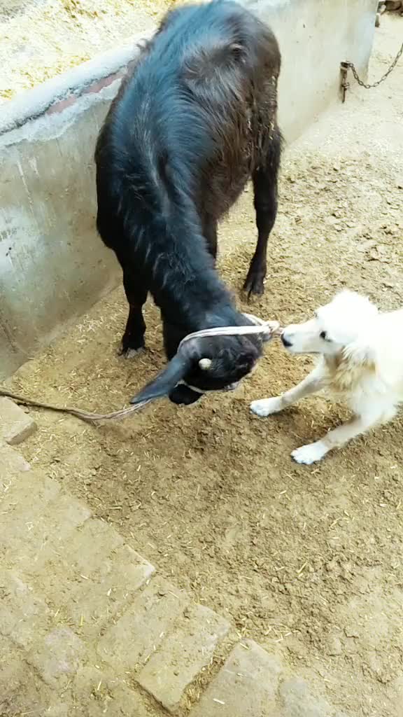 Dog and Calf