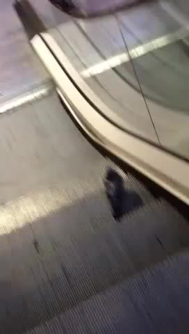 Fekin lazy pigeon rides escalator