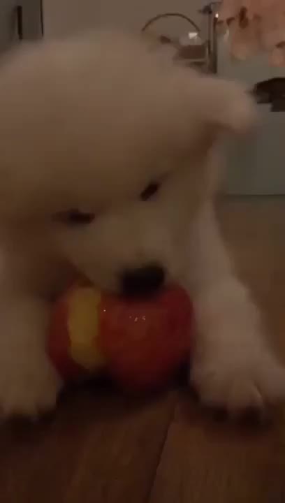 Pupper eats apple