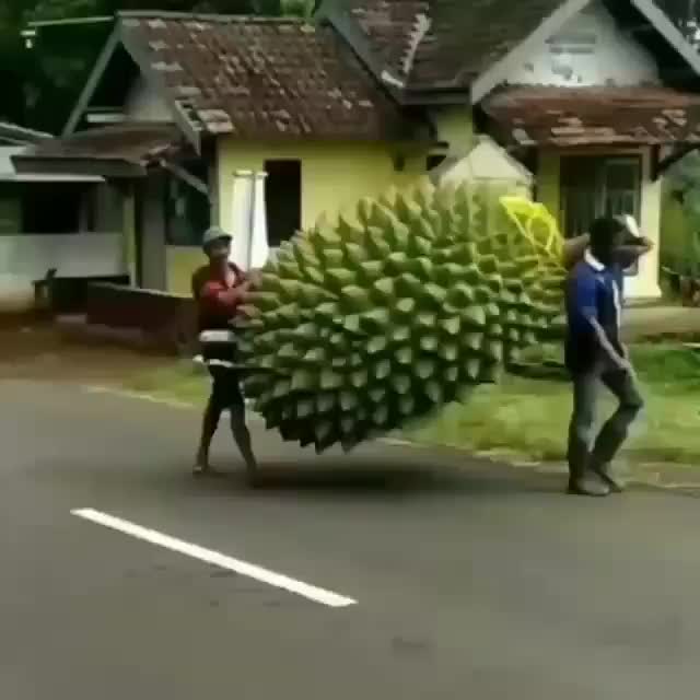 the king of fruit